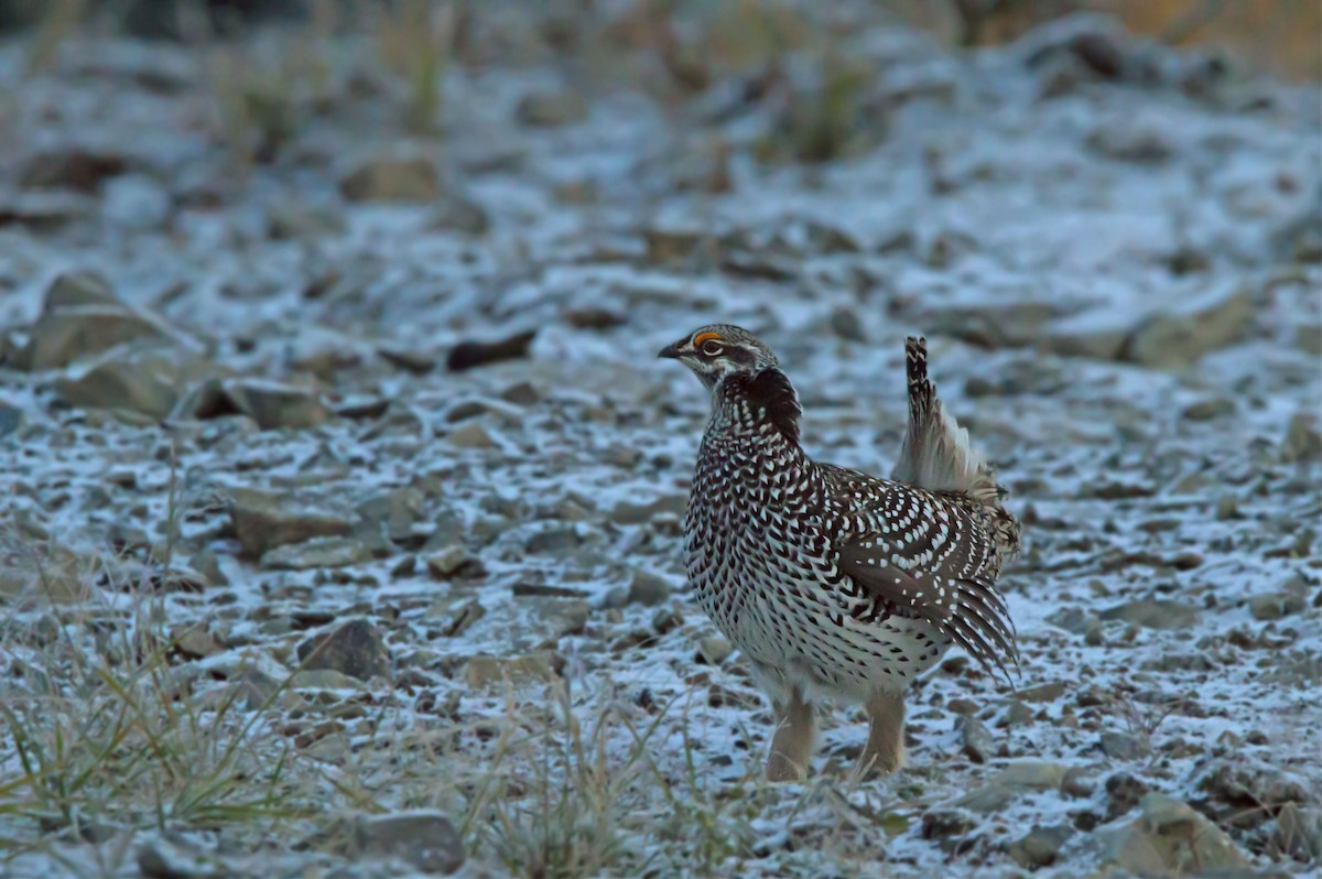 Sharp-tailed Grouse - ML642730825