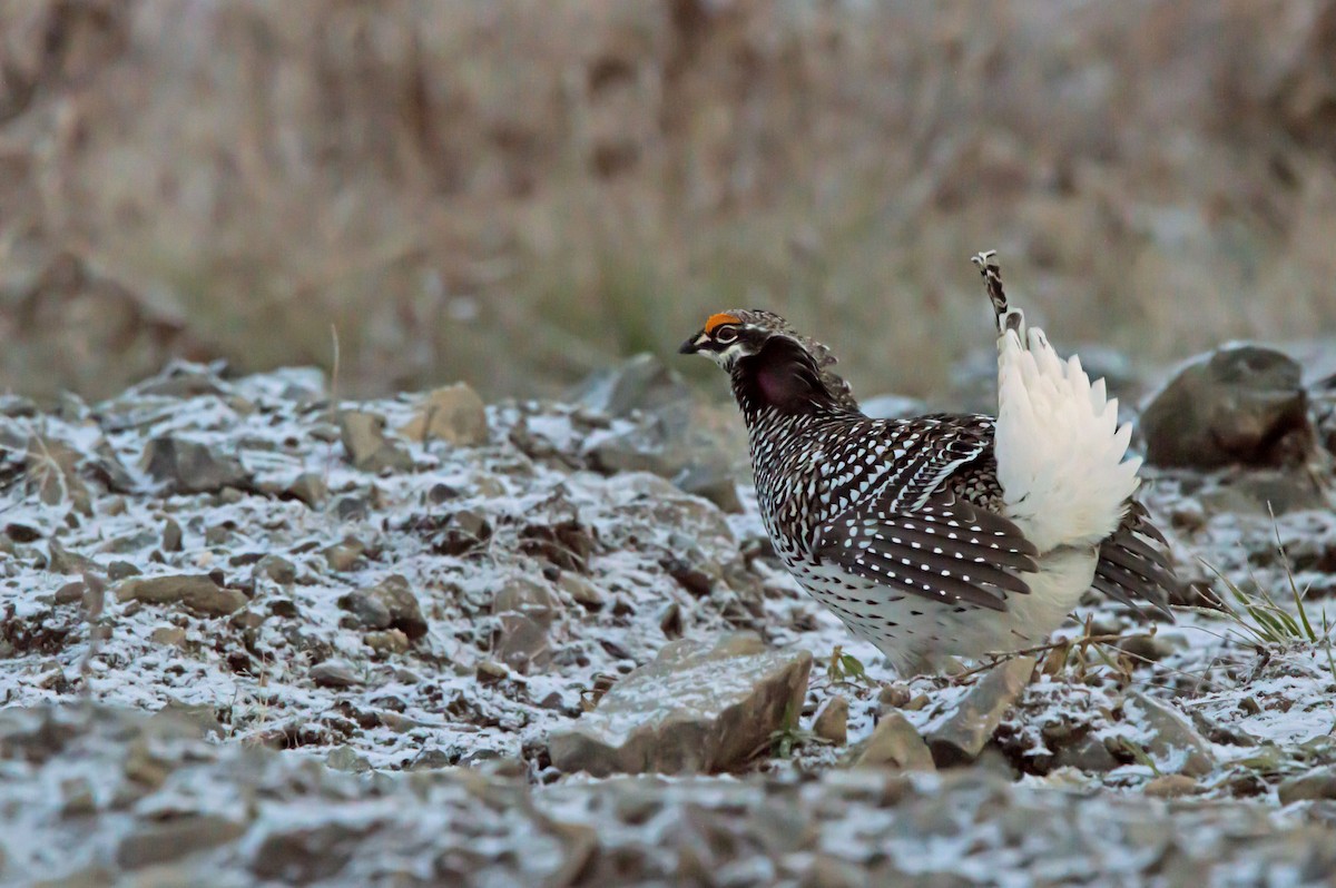 Sharp-tailed Grouse - ML642730835