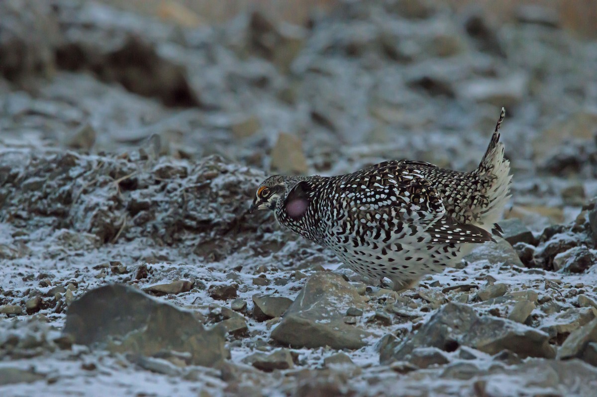Sharp-tailed Grouse - ML642730836