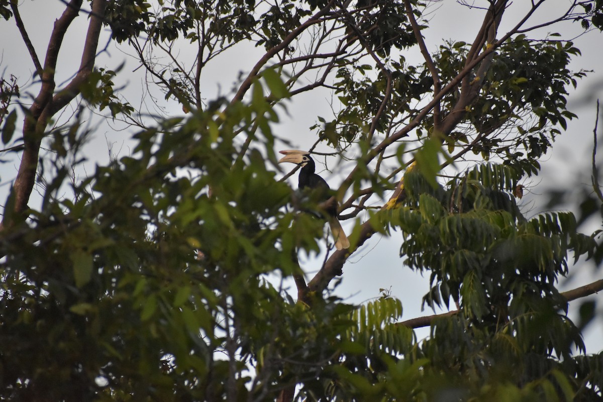 Cálao de Palawan - ML642730844