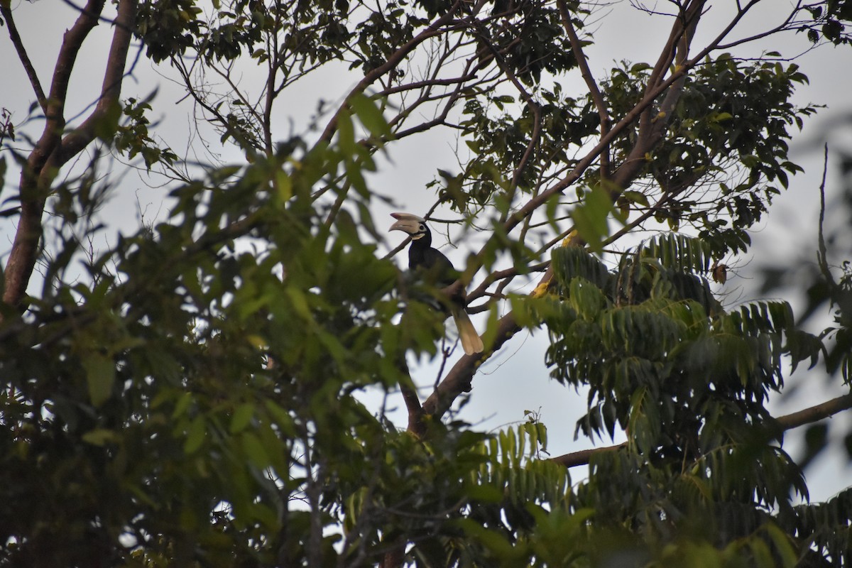 Cálao de Palawan - ML642730845