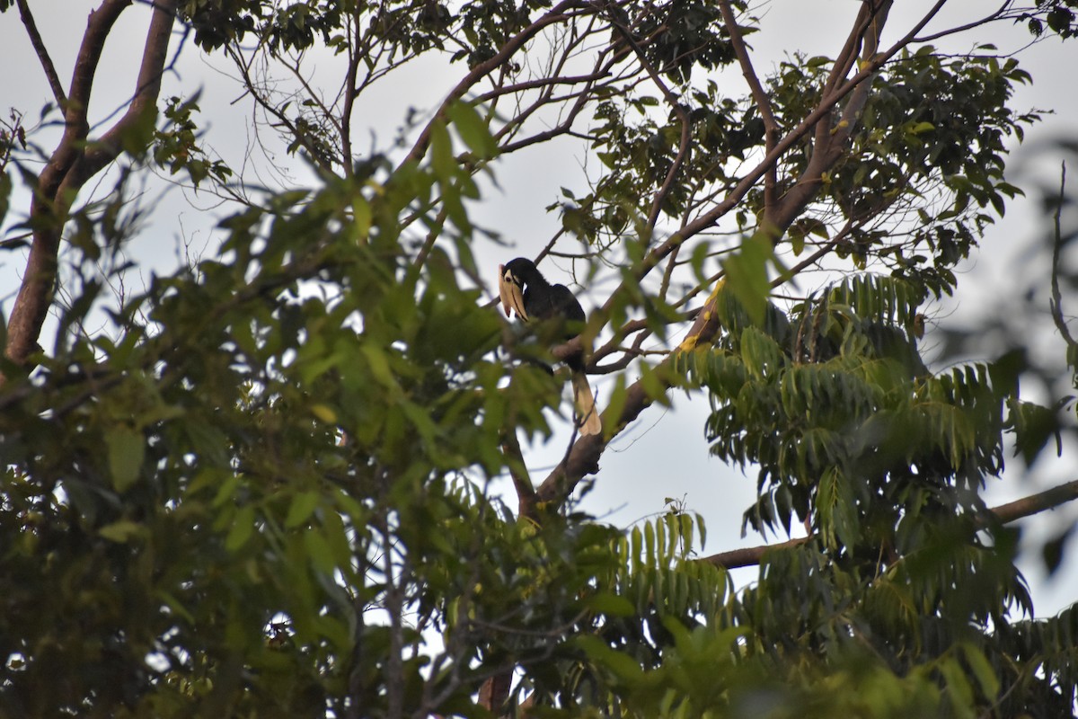 Cálao de Palawan - ML642730846
