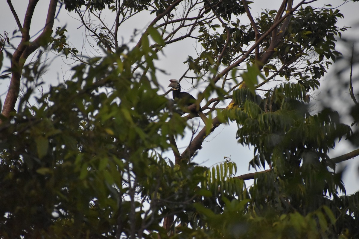 Cálao de Palawan - ML642730847
