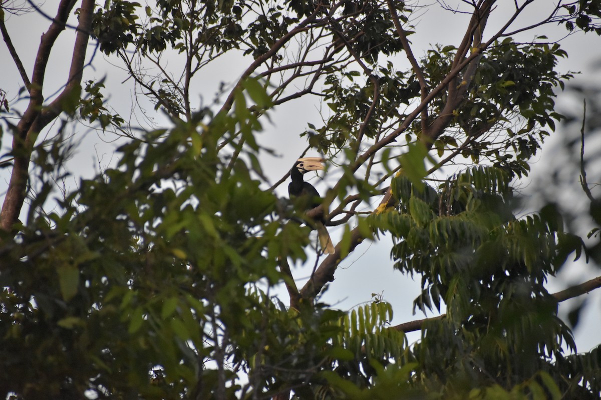 Cálao de Palawan - ML642730848