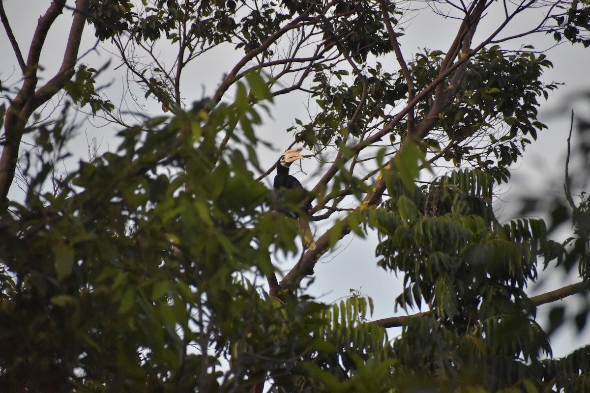 Cálao de Palawan - ML642730849