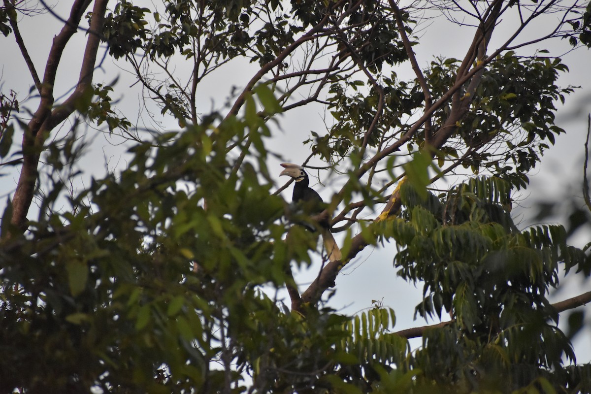 Cálao de Palawan - ML642730850