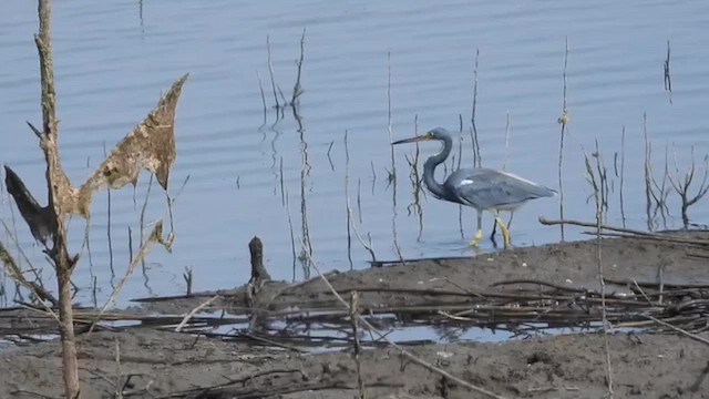 サンショクサギ - ML642730866