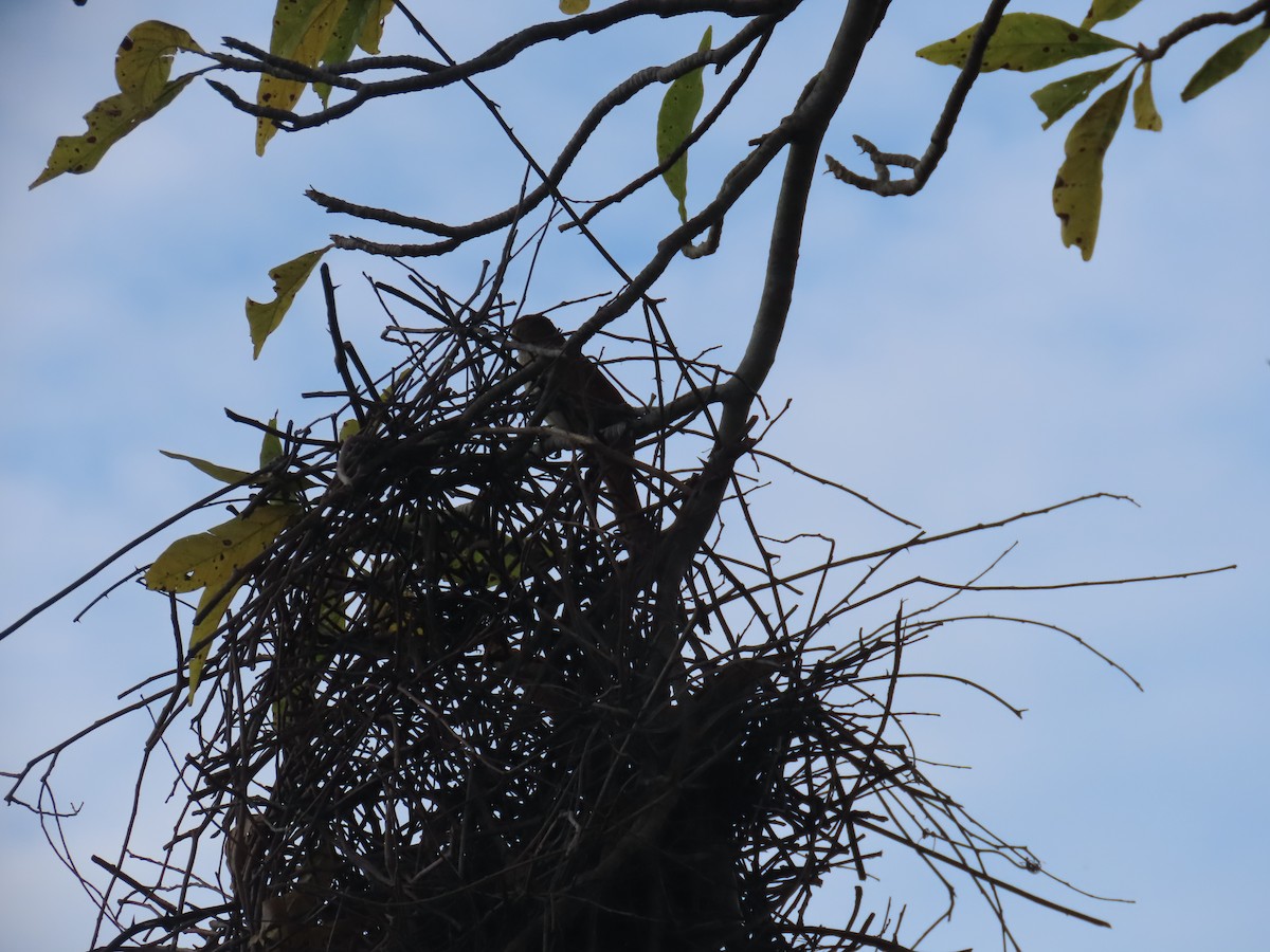 Greater Thornbird - ML642730871