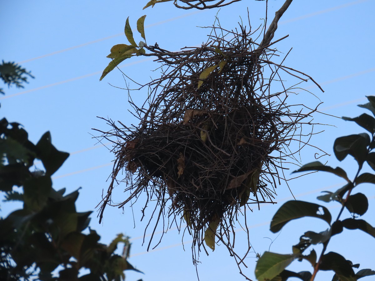 Greater Thornbird - ML642730872