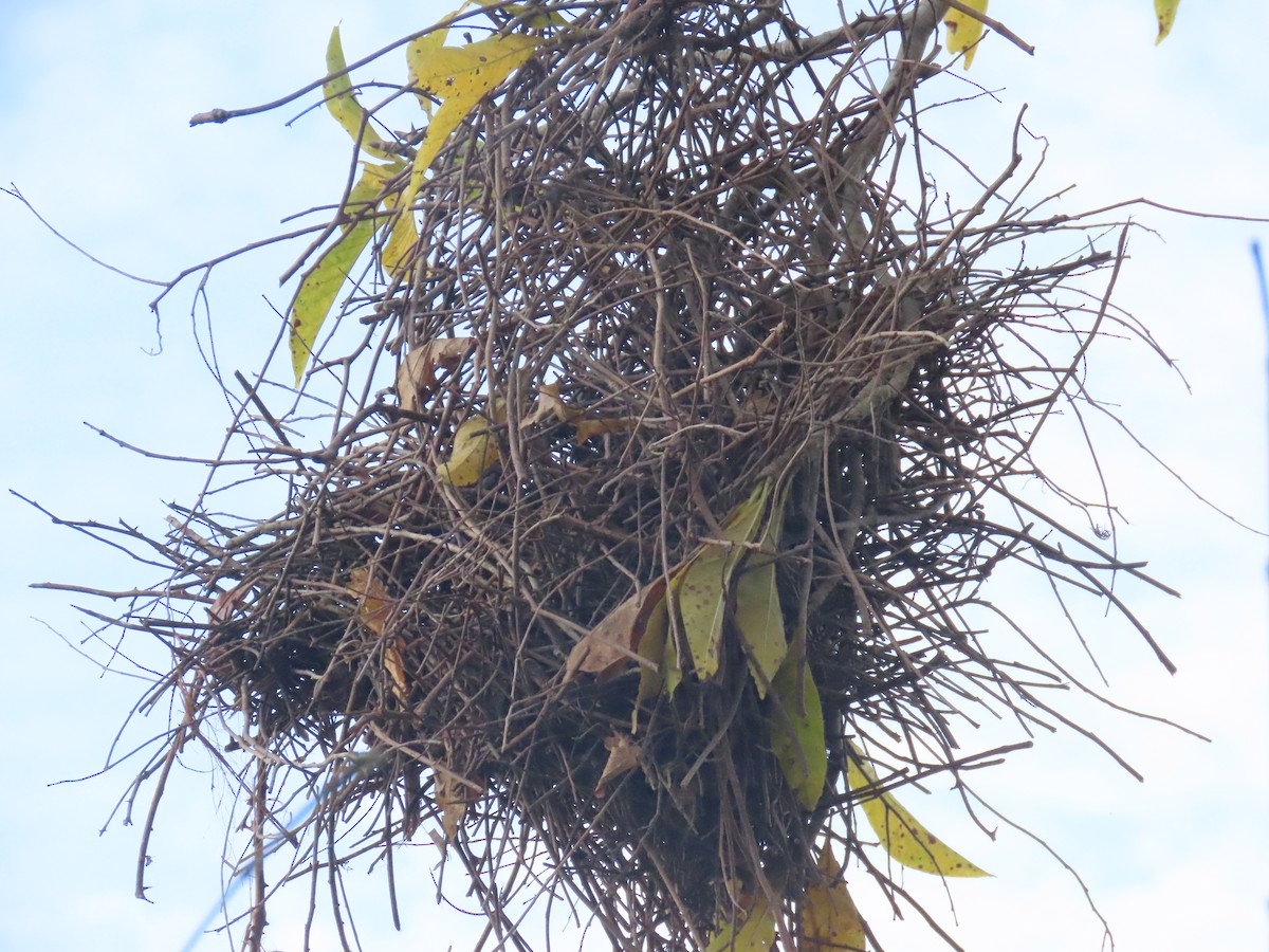 Greater Thornbird - ML642730873
