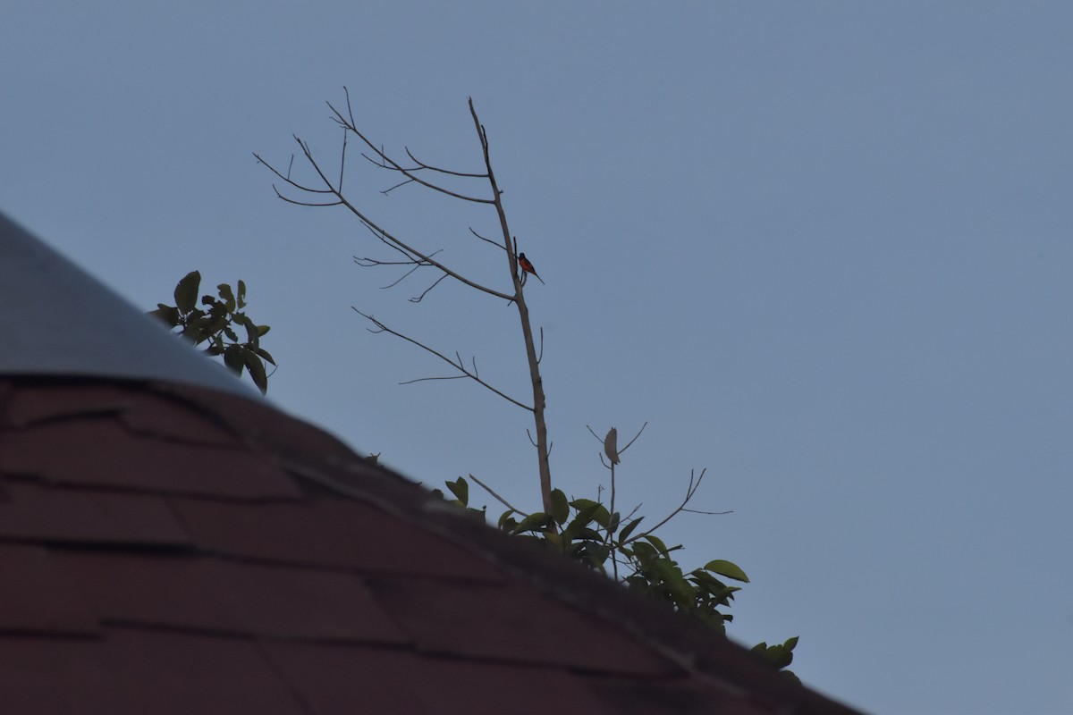 Fiery Minivet - ML642730876