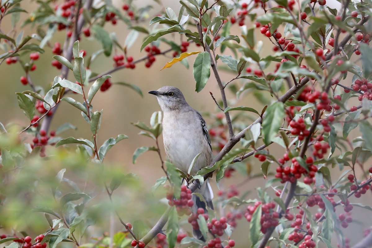 Northern Mockingbird - ML642730877