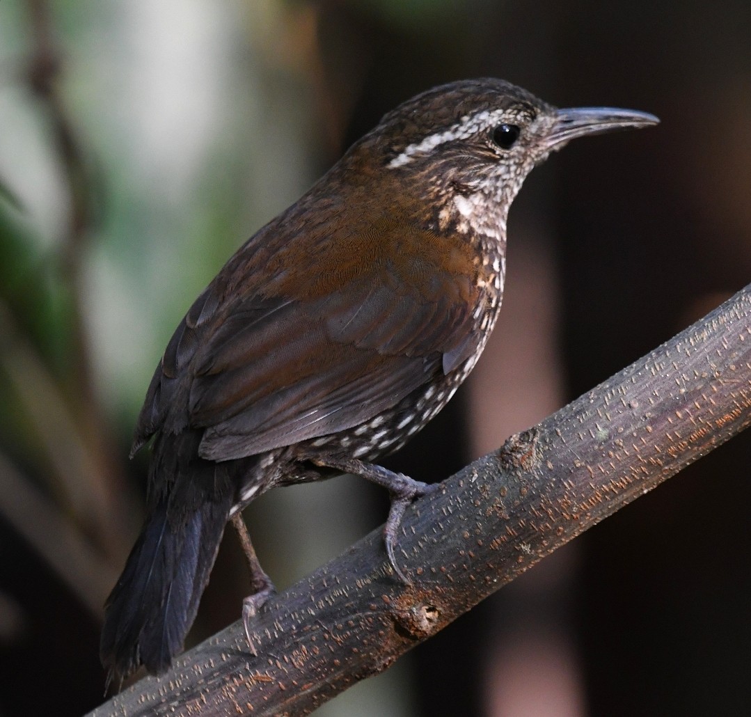 Sharp-tailed Streamcreeper - ML642730904