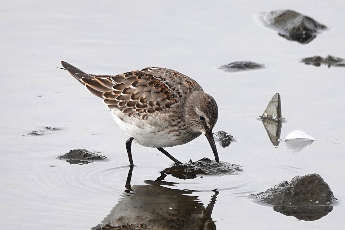 White-rumped Sandpiper - ML642730916