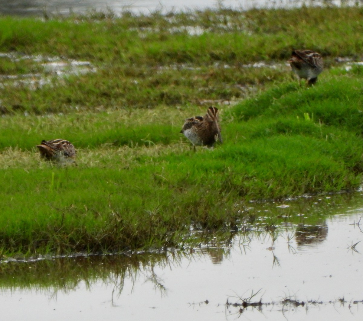 Wilson's Snipe - ML642730918