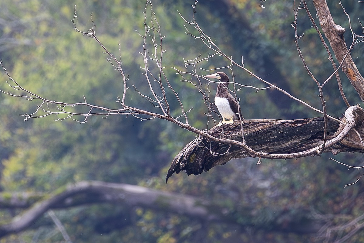 Brown Booby - ML642730940
