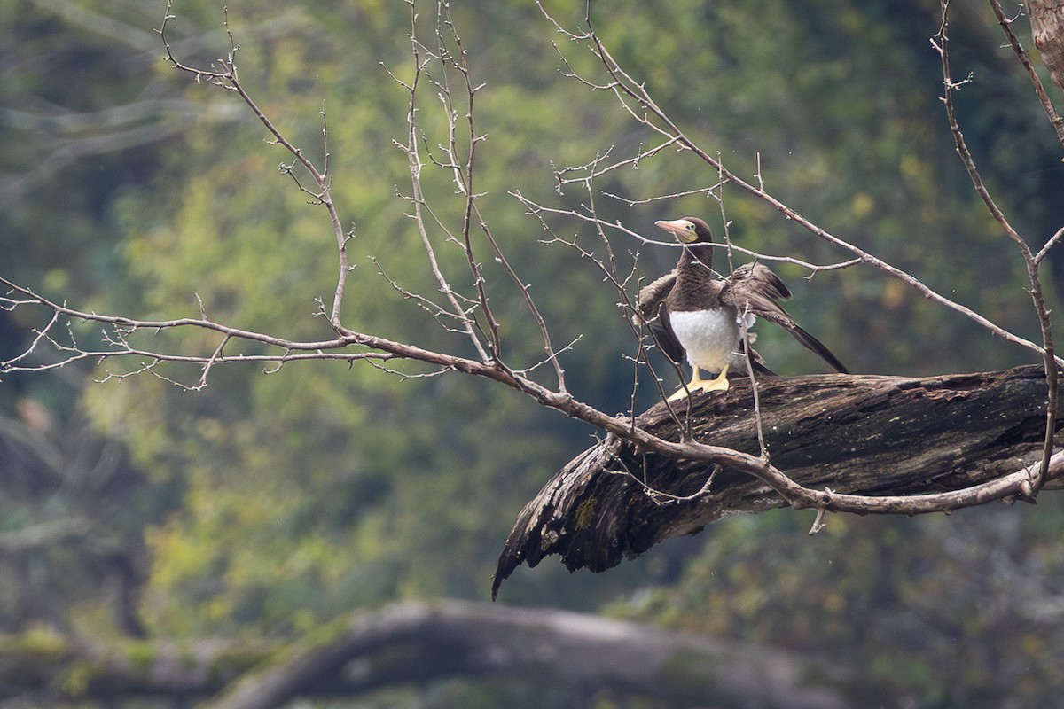 Brown Booby - ML642730941