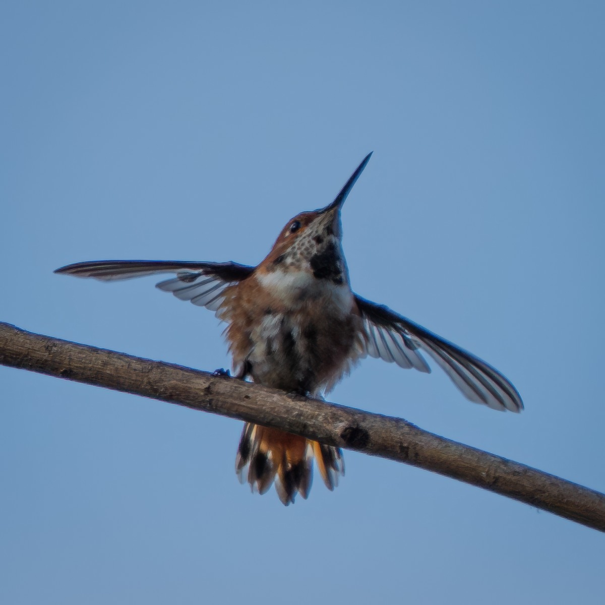 Allen's Hummingbird - ML642730948