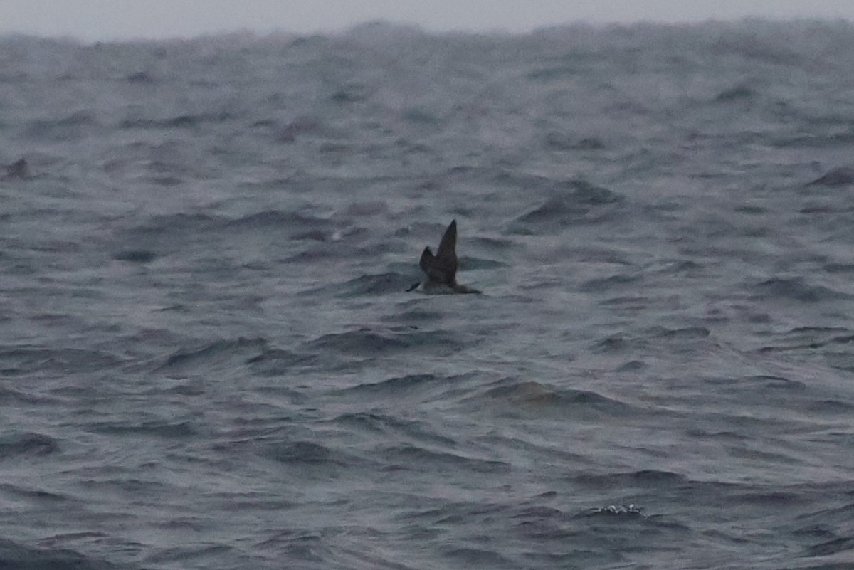 Great Shearwater - ML642730961