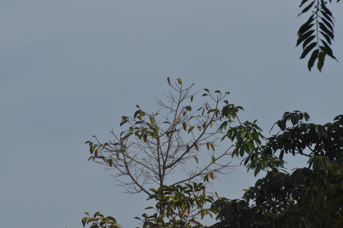 Fiery Minivet - ML642730972
