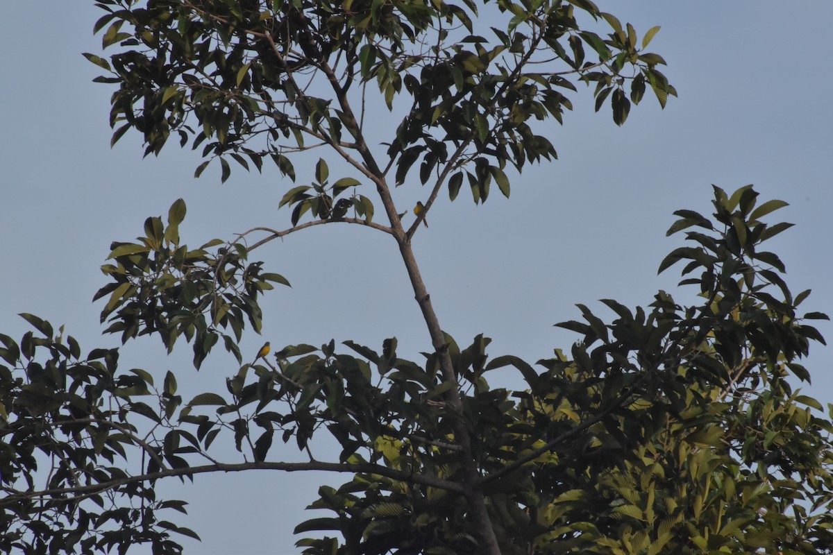 Fiery Minivet - ML642730988