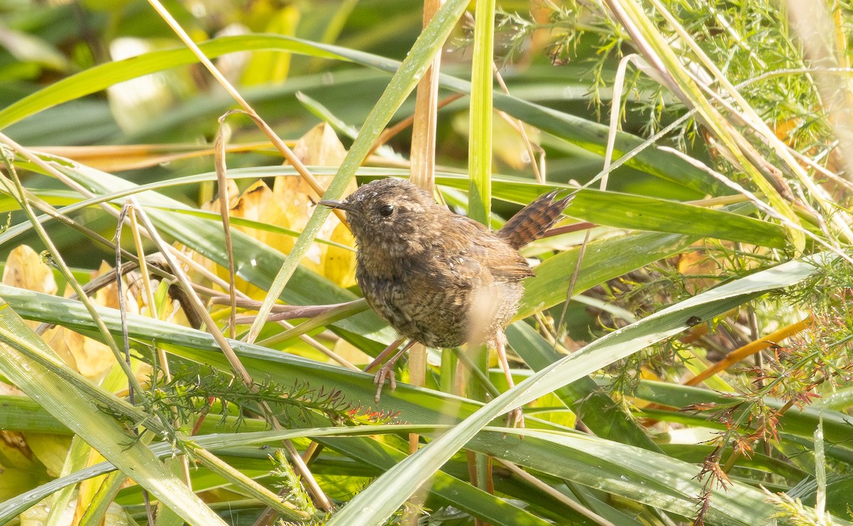 Pacific Wren - ML642730989