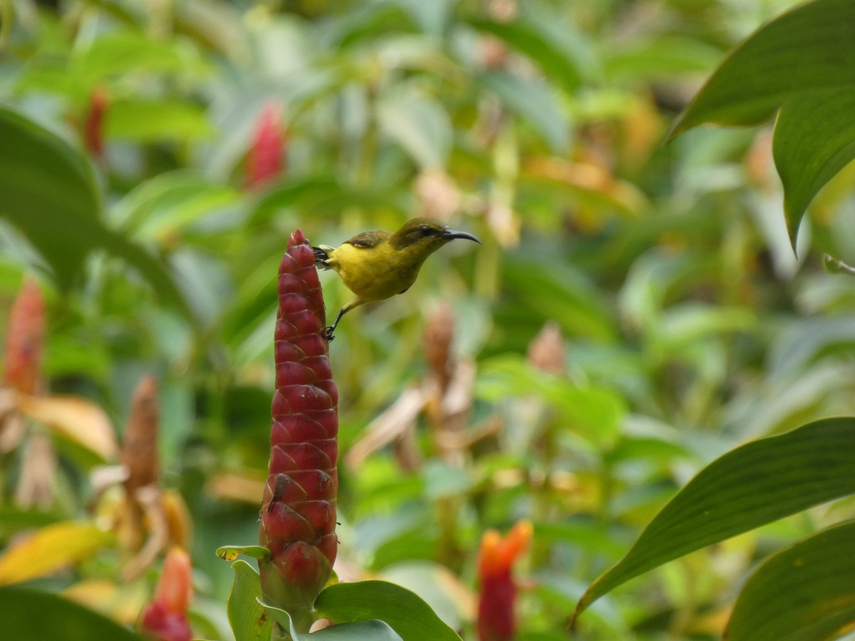 Ornate Sunbird - ML642730991