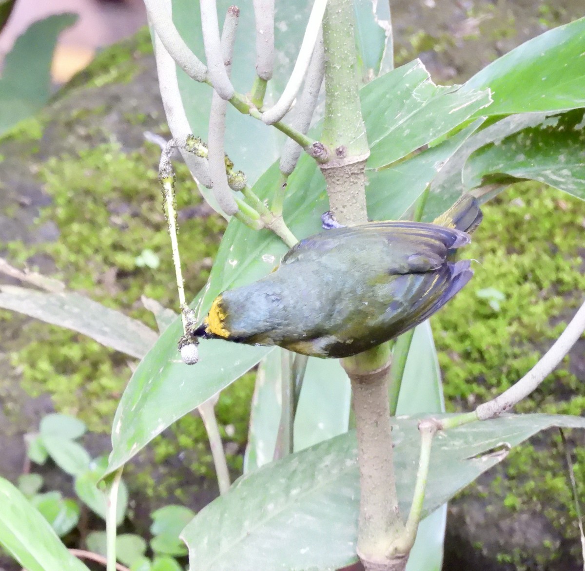 Olive-backed Euphonia - ML642730999