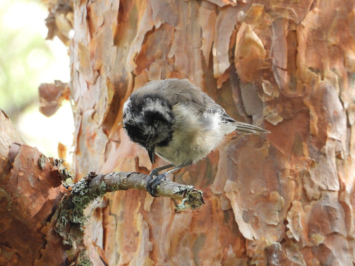 Crested Tit - ML642731018