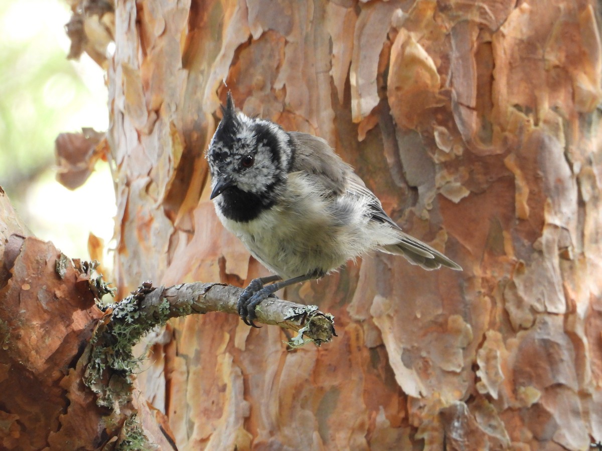 Crested Tit - ML642731019