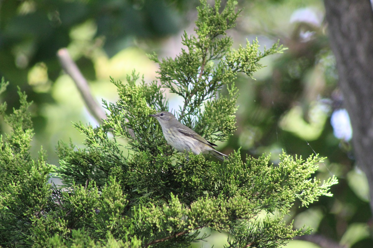 Cape May Warbler - ML642731067