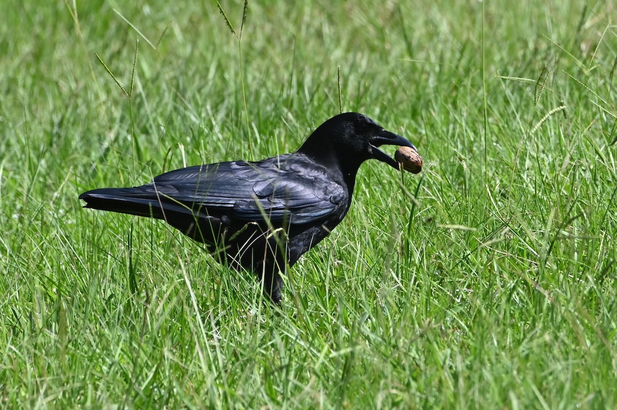 American Crow - ML642731093