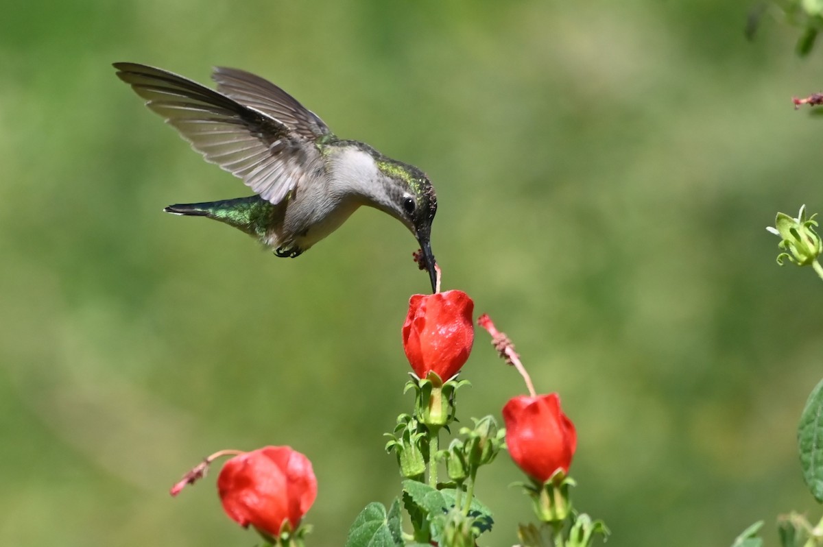 Ruby-throated Hummingbird - ML642731132