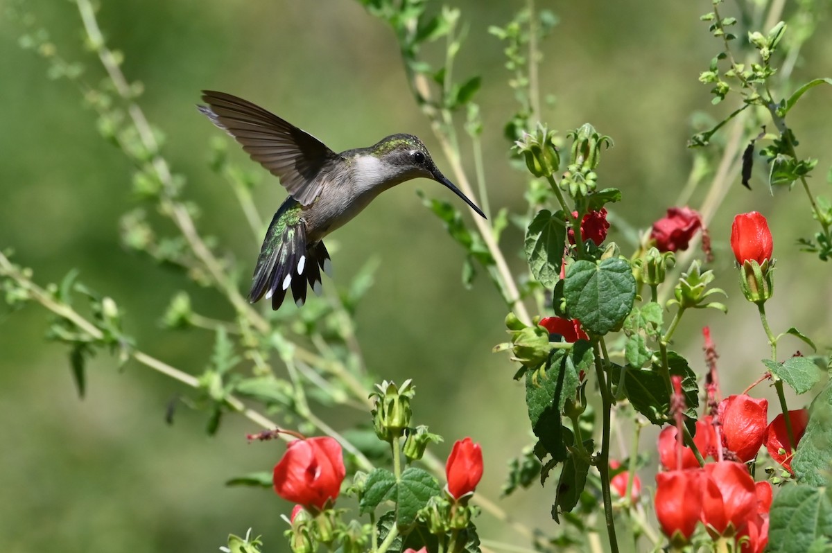 Ruby-throated Hummingbird - ML642731133