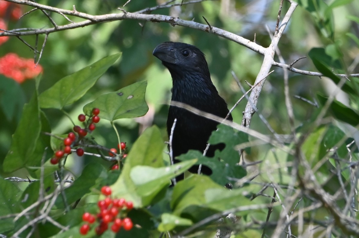 Groove-billed Ani - ML642731168