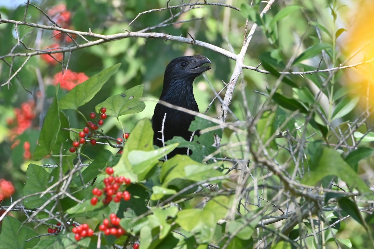 Groove-billed Ani - ML642731169