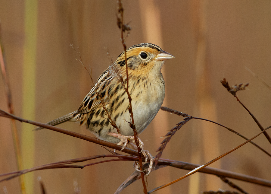 LeConte's Sparrow - ML642731209