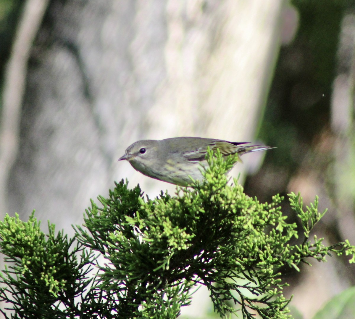Cape May Warbler - ML642731236