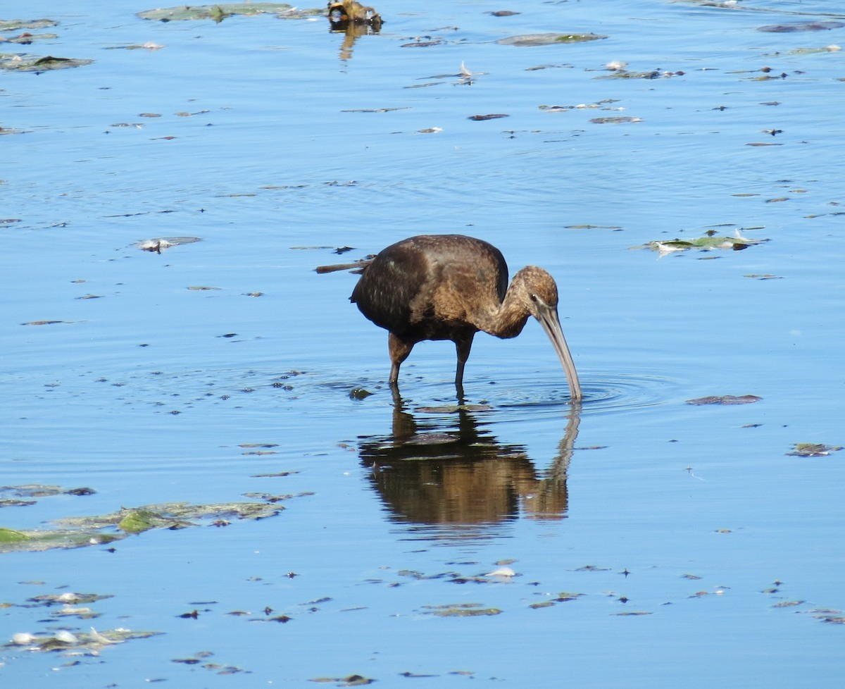 Glossy Ibis - ML642731255