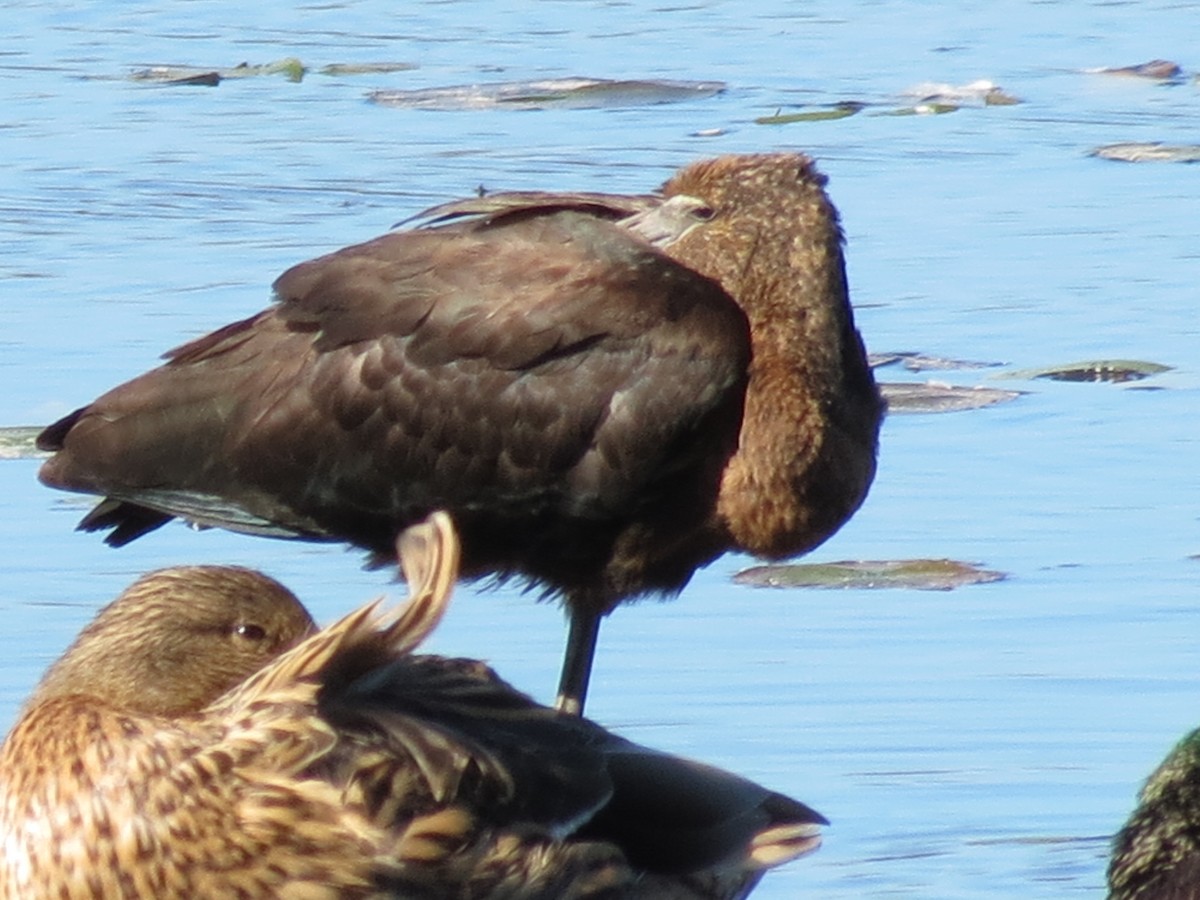 Glossy Ibis - ML642731256