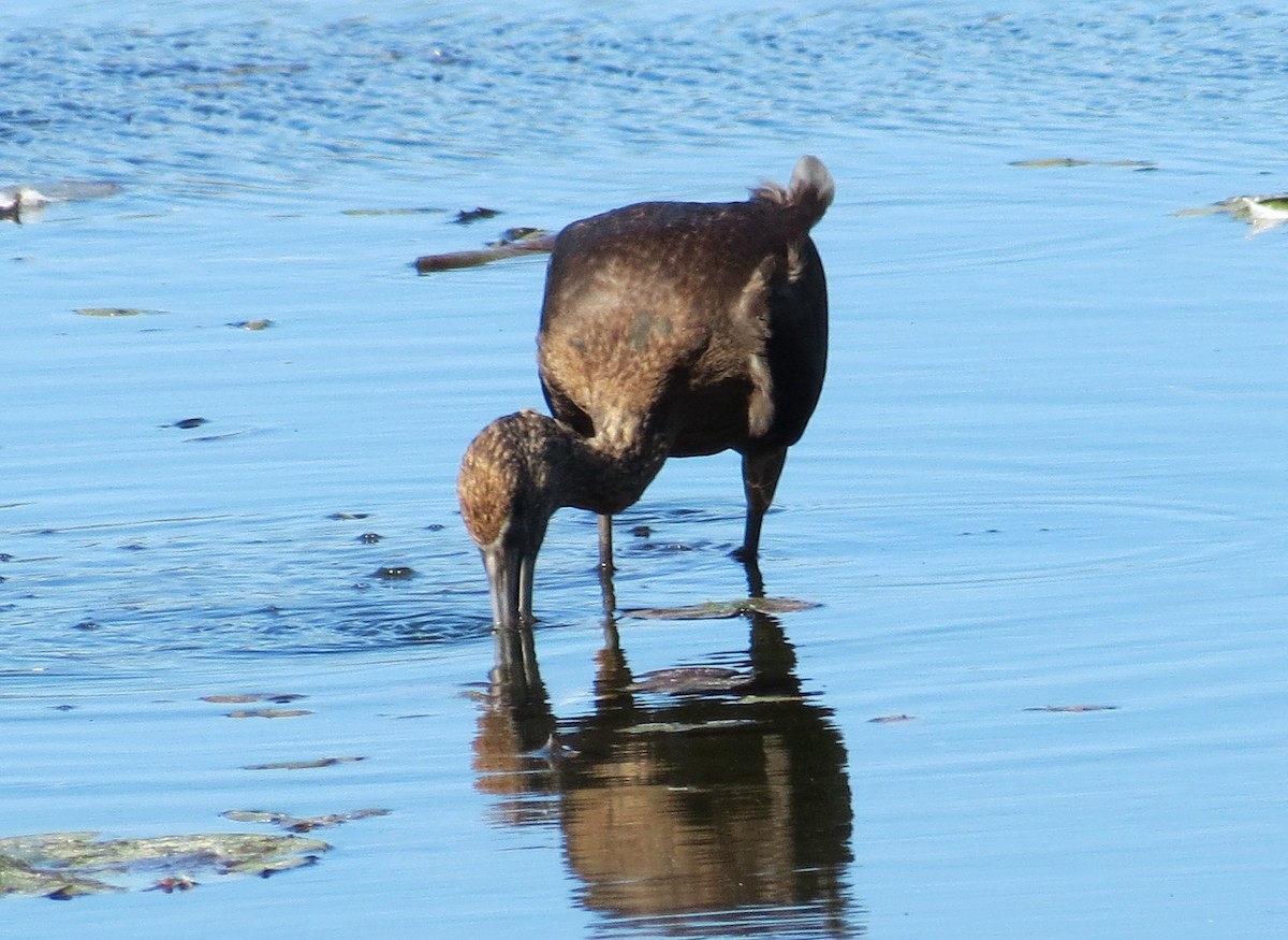 Glossy Ibis - ML642731288
