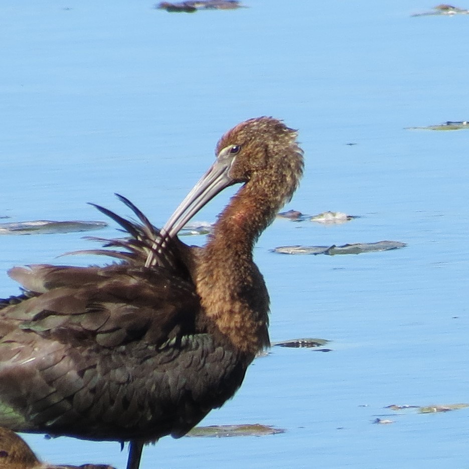 Glossy Ibis - ML642731289