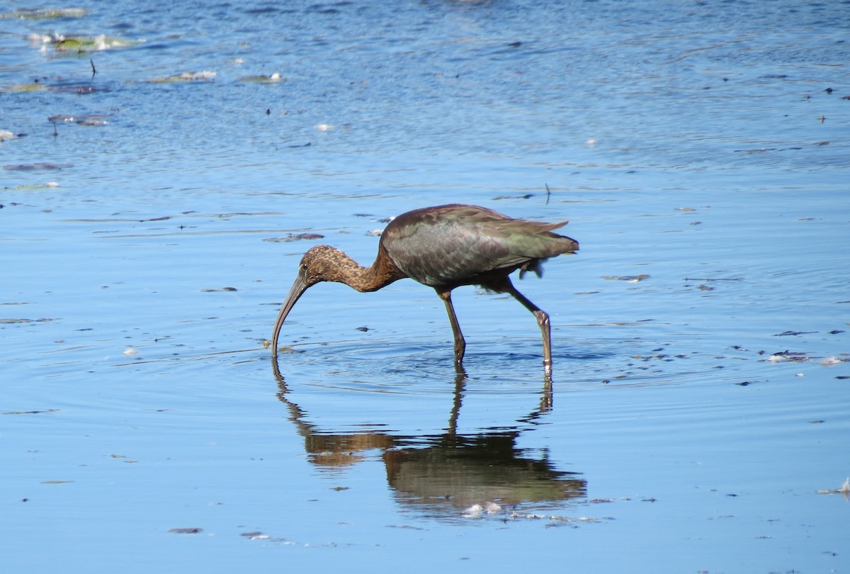 Glossy Ibis - ML642731290