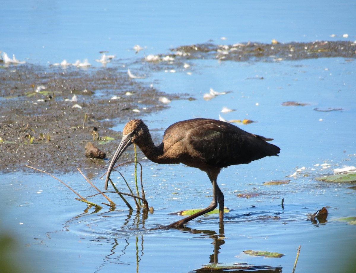 Glossy Ibis - ML642731291