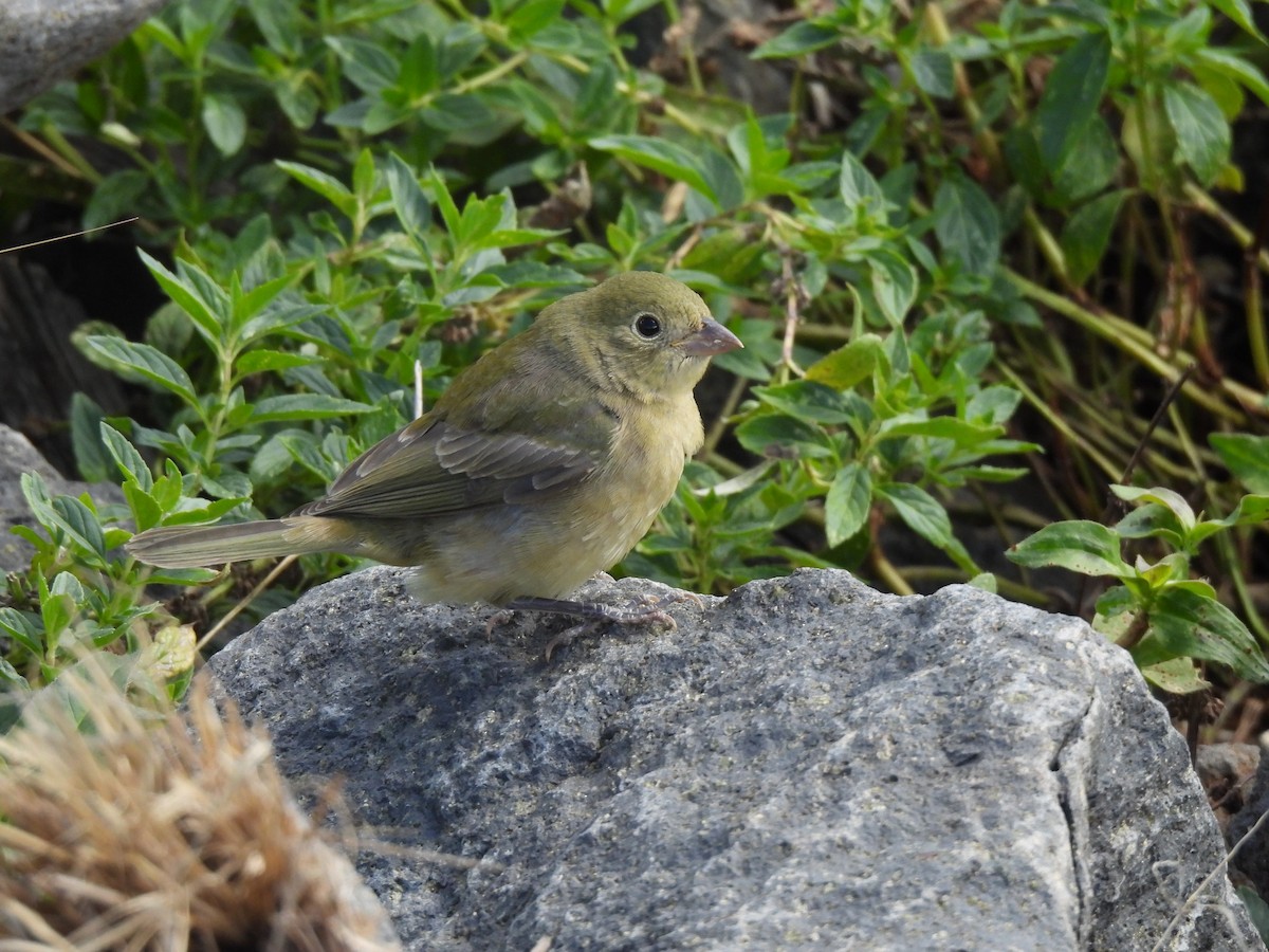 Painted Bunting - ML642731292