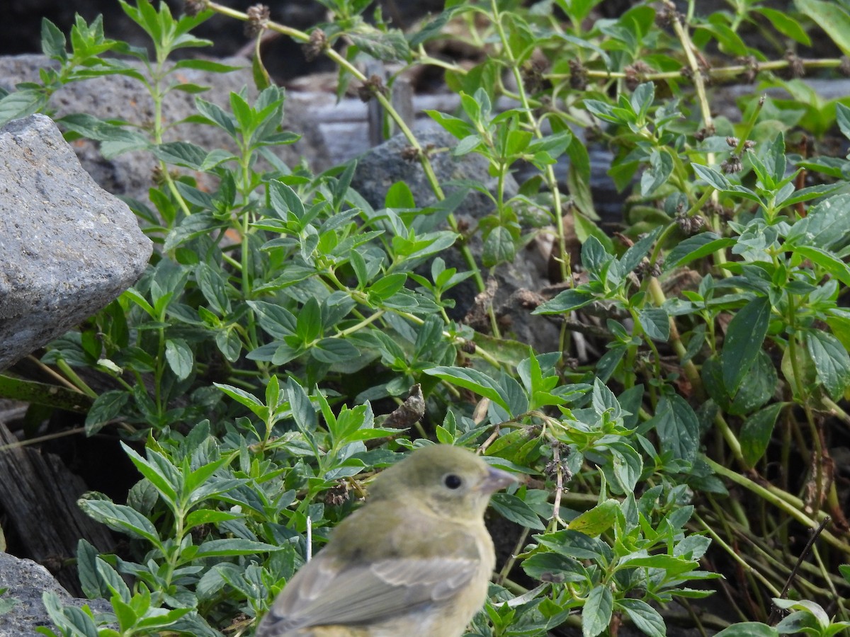 Painted Bunting - ML642731293