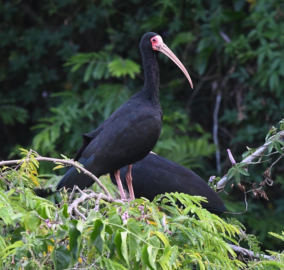 Bare-faced Ibis - ML642731295