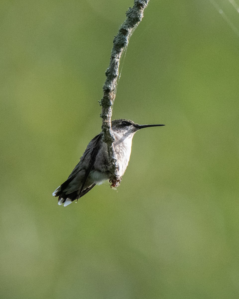 Ruby-throated Hummingbird - ML642731296