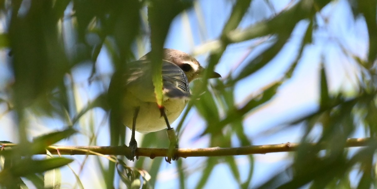 Vireo sp. - ML642731310