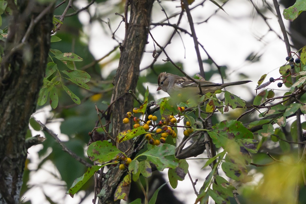 White-crowned Sparrow - ML642731407
